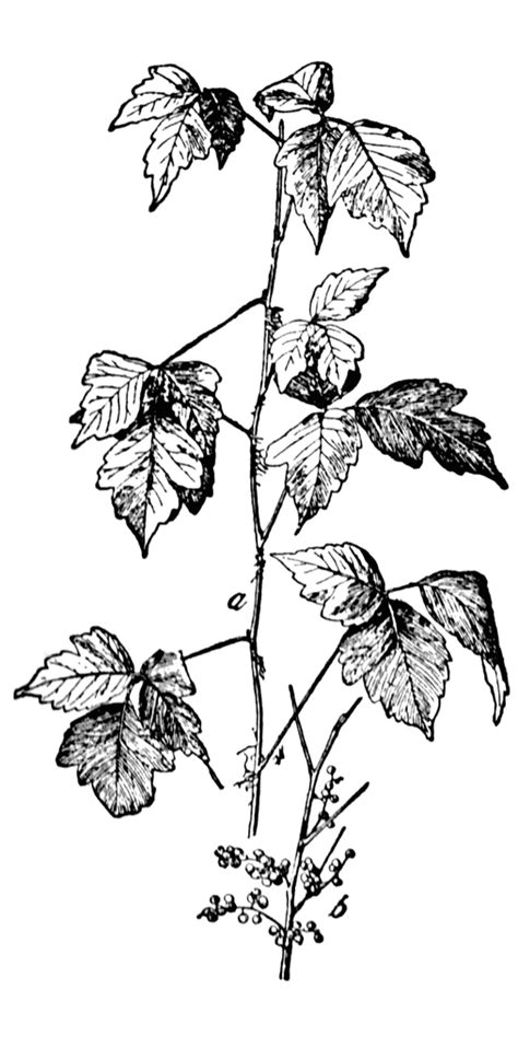 Poison Ivy | ClipArt ETC