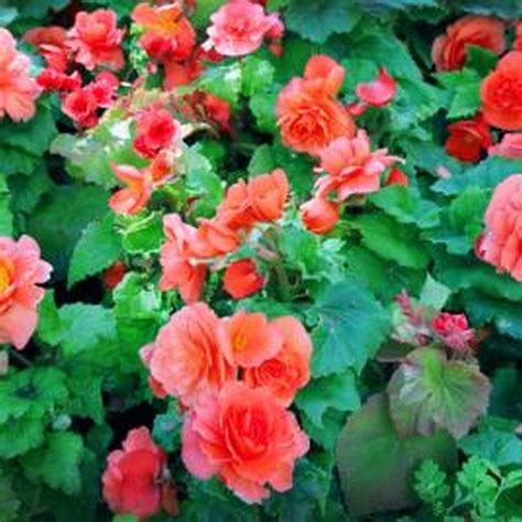 grow angel wing begonias ehow begonia container flowers