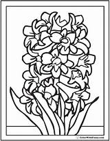 Spring Coloring Flowers Hyacinth Flower Pages Printable sketch template