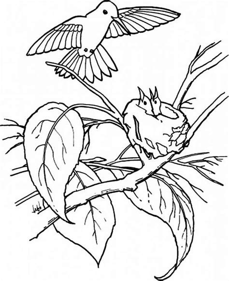 hummingbird feeds  young coloring page kids play color coloring