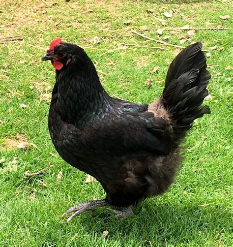 Feather Picking In Chickens ~ My Experiences Backyard