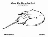 Crab Horseshoe Coloring Color Exploringnature Tattoo sketch template
