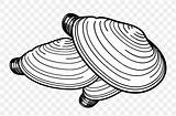 Clam Razor Mussel Seashell Favpng sketch template