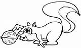 Squirrel Coloring Nut Pages Clipart Cute Nuts Drawing Drawings Flying Clip Eat Colouring Library Gif Wins Poster Last National sketch template