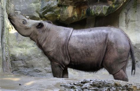 sumatran rhinos  captivity dies  ohio