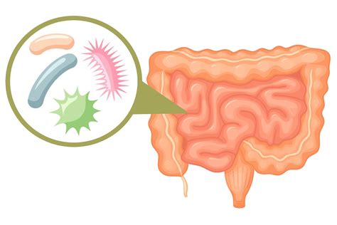 remodeling unhealthful gut microbiomes  fight disease innovision education