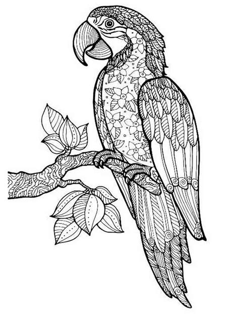 printable parrot coloring pages printable word searches