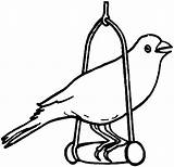 Coloring Pages Bird Canary Pet Robin Drawing Color Getdrawings Printable Parakeet sketch template