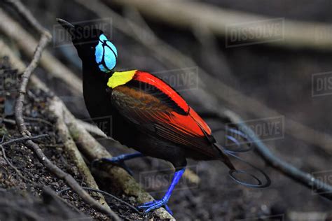 Wilson S Bird Of Paradise Cicinnurus Respublica Waigeo
