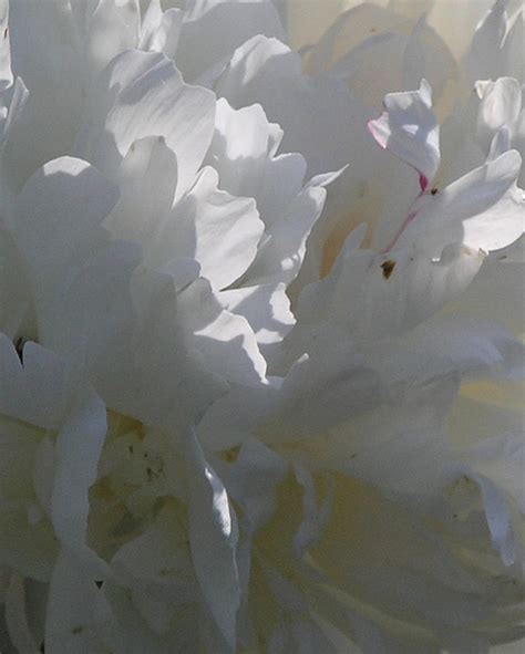 white peony early morning photograph  janis beauchamp fine art america