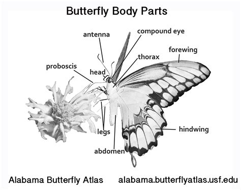 graphics alabama butterfly atlas