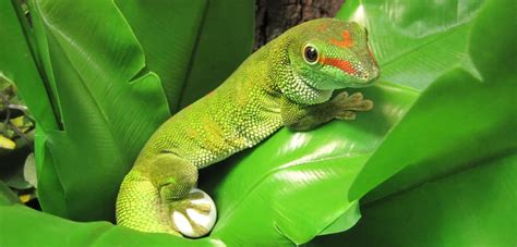 madagascar giant day gecko care sheet reptiles cove