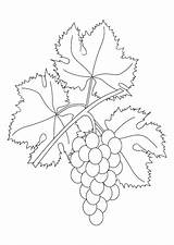 Coloring Grapevine Grape Vine Pages Getcolorings Printable sketch template