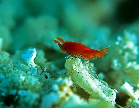 amphipoda satwa mungil  bawah laut mongabaycoid