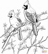 Coloring Pages Bird Cardinals Red Cardinal Printable Adult Two Birds Northern Supercoloring Sheets Colouring Books Color Adults Drawing Drawings Pattern sketch template