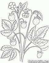 Bush Viburnum sketch template