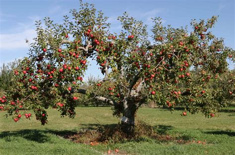 fruit tree barmac pty