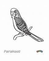 Parakeet Cockatiel Unclebills Designlooter 1035 98kb sketch template