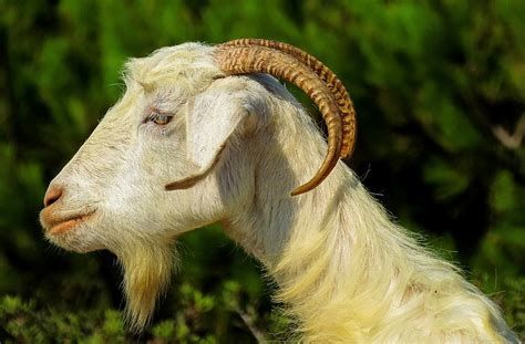 capra goats fauna  photo  pixabay
