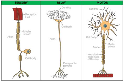 biopsychology sensory relay  motor neurons tutoru