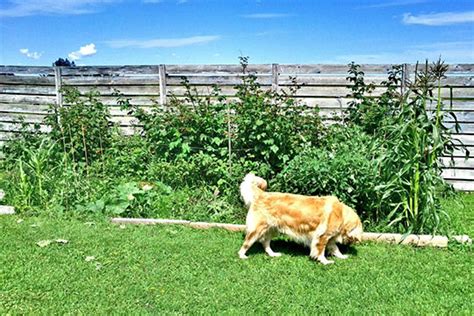 dogs   garden gardening tips advice