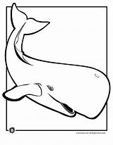 Whales Baleia Colorir Wieloryb Beluga Kolorowanki Shamu Desenhos Mammals Baleias Pintarcolorir Designlooter Dzieci Orca Killer Bestcoloringpagesforkids sketch template