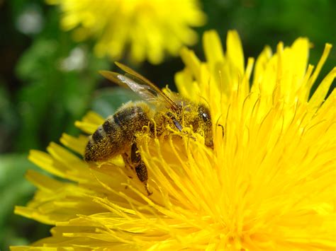 filepollination bee dandelionjpg