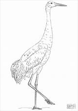 Sandhill Colorear Grulla Whooping Cranes Coloringbay sketch template