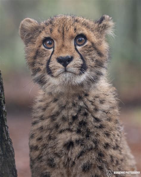 cheetah cub safaripark beekse bergen  netherlands flickr