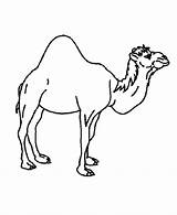Camel Animals Coloring Pages Hump Clipart Color Single Animal Kids Wild Desert Cliparts Template Cartoon Book Clip Colouring Camels Printable sketch template