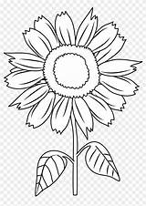 Coloring Sunflower Clip Clipart Sunflowers Flower Sun Outline Drawing Color Cartoon Line Pages Pretty Cliparts Flowers Easy Getdrawings Transparent Mowing sketch template