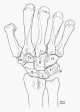 Joint Ligaments Radioulnar Radius Carpus Distal sketch template