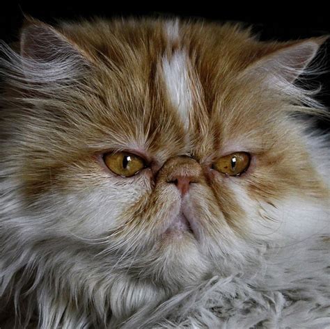 type  severe brachycephalic persians  extreme type  peke face