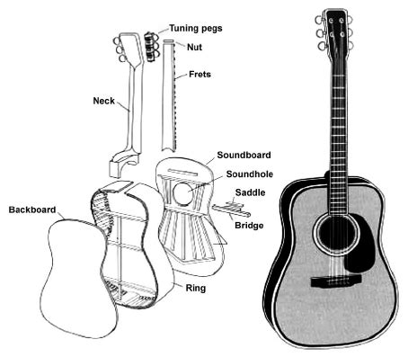 parts   acoustic guitar  scientific diagram