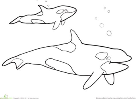 gambar killer whale coloring page whales worksheets pages dolphins