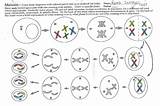 Meiosis Creative sketch template