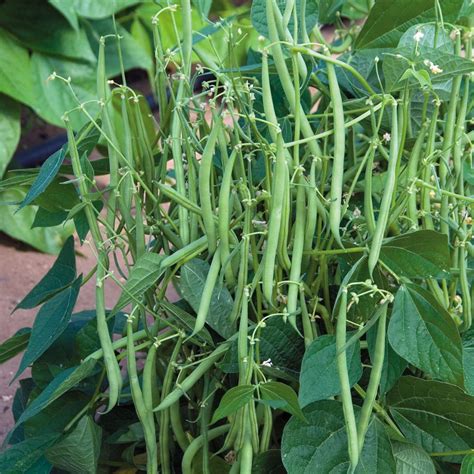 green beans  grow  containers brown thumb mama