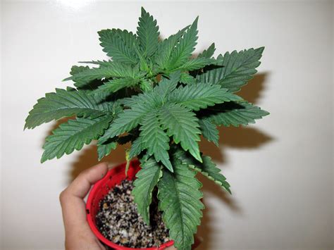 npk  vegetative cannabis learn growing marijuana