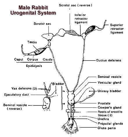 rabbit anatomy body systems functions rabbit anatomy anatomy body systems