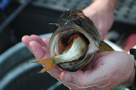 Bass Food For Ponds