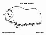 Ox Musk Coloring Template Pages Muskox Please Sponsors Wonderful Support Tundra sketch template