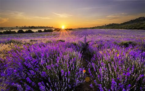 nature lavender hd wallpaper