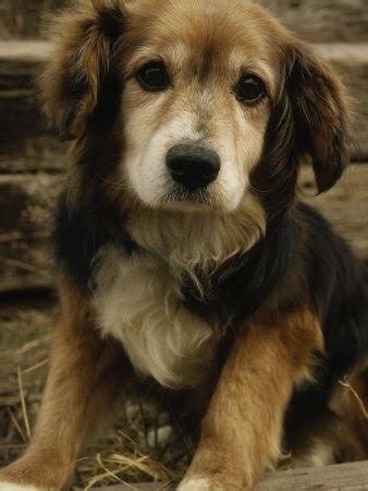 great reasons  choose  mixed breed dogpictures  dogs