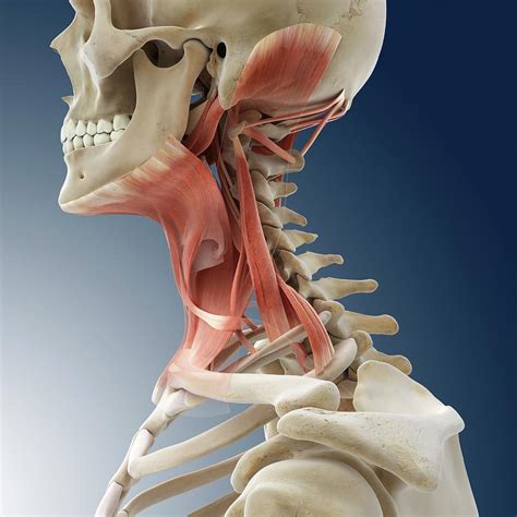 neck muscles photograph  springer medizinscience photo library pixels