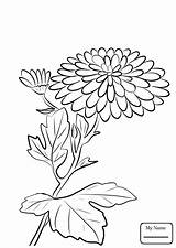 Chrysanthemum Coloring Henkes Kevin sketch template