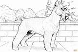 Schnauzer Terrier Russel Ausmalbilder Supercoloring Ausmalbild Ausdrucken sketch template