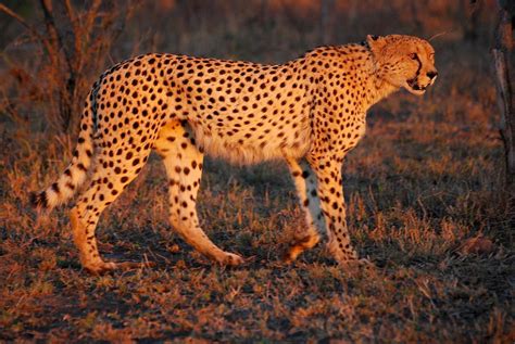 a cheetah close enough to touch