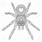 Tarantula Vector Spider Drawing Illustrations Clip Getdrawings Draw Sketch Illustration sketch template
