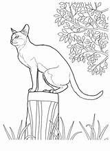 Kot Kolorowanki Gatti Koty Kolorowanka Singapura Colorat Katzen Desene Colorkid Katze Zwierząt sketch template