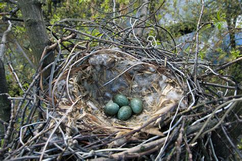 filecrow nest moscowjpg wikipedia